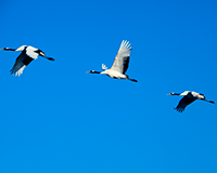 교조　　　　(학) 이미지