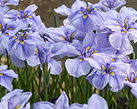 교화(아이리스) 이미지